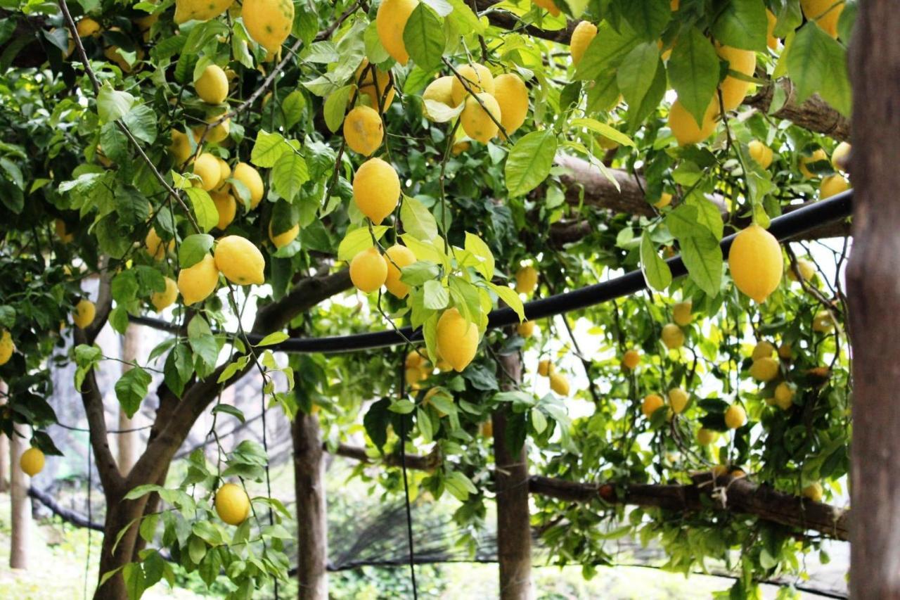 Poggio Angelarosa: Lemon Garden Stay&Relax 斯卡拉 外观 照片